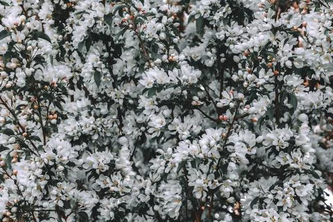 Blooming tree branches in spring. Dreamy soft focus floral background. Foto stock
