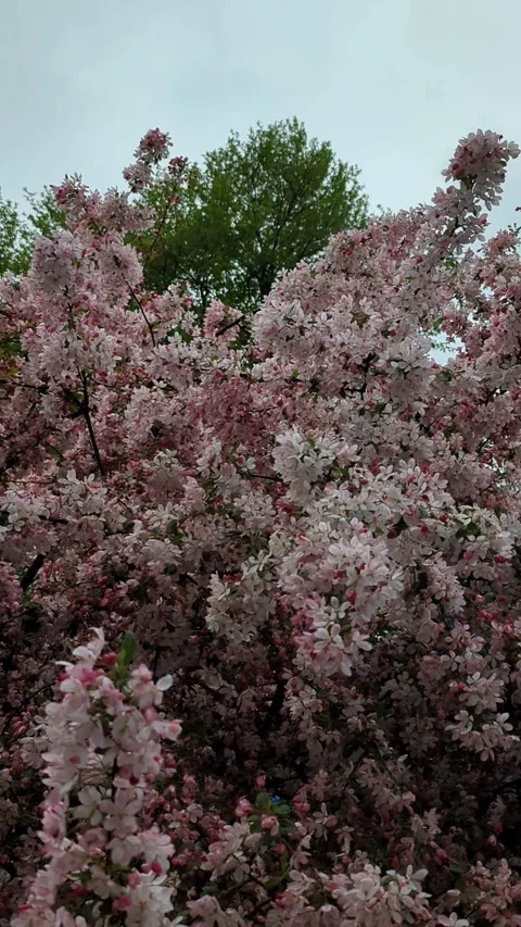 Blooming Tree Branches Sways in the Wind Against Overcast Sky 4K Vertical Stock Footage 332510780