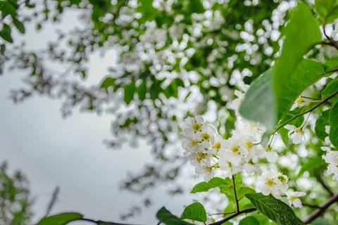 Blooming tree branches under the summer bright sun in nature. Stock Photos
