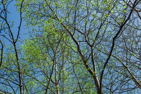 Blooming tree branches under the summer bright sun in nature. Stock Photos