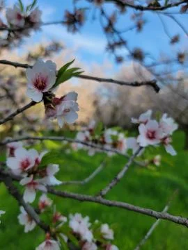 Blooming tree branches with white cherry blossom flowers in a sunny spring or Stock Photos