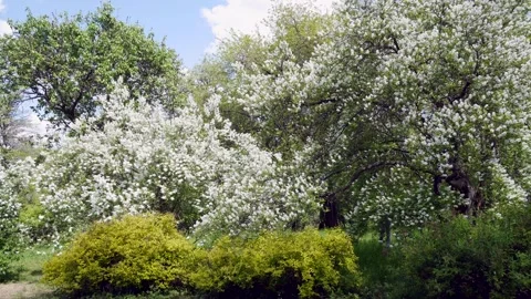 Blooming tree branches with white flowers drenched in the sun. Vídeos de archivo 265495072