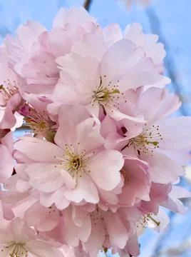 Blooming tree branches, white flowers, apple tree Stock Photos