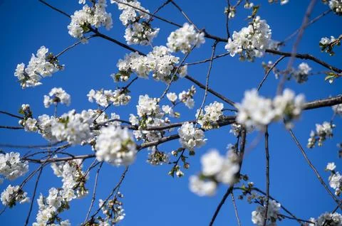 Blooming tree branches with white flowers against a clear blue sky in spring. Stock Photos