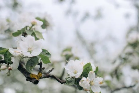 Blooming tree brunch against cloudy sky, spring blossom Stock Photos