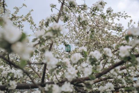Blooming tree brunch against cloudy sky after rain, spring blossom Stock Photos