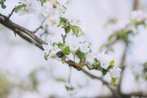 Blooming tree brunch close up Stock Photos