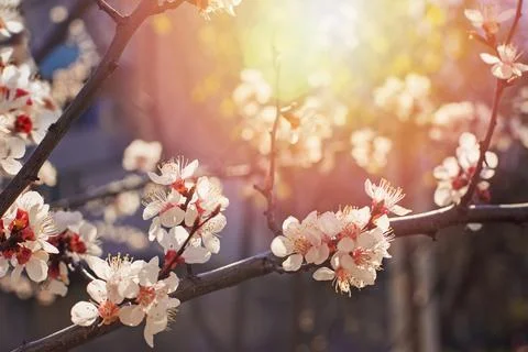 Blooming tree brunches on the background of blue sky. Stockfoto's