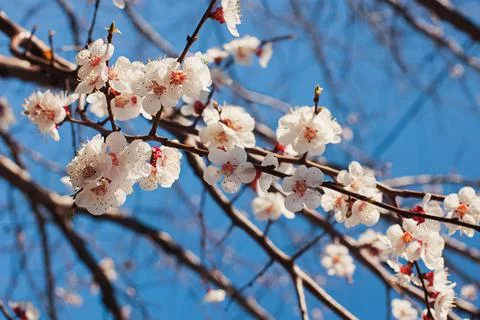 Blooming tree brunches on the background of blue sky. Stock Photos