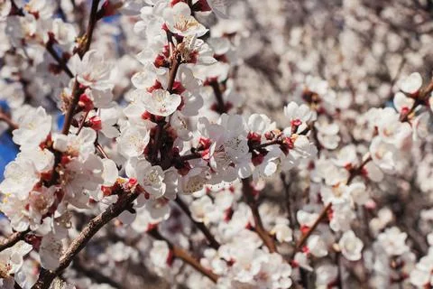 Blooming tree brunches close-up Stock Photos