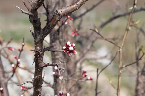 Blooming tree with buds. Stock Photos