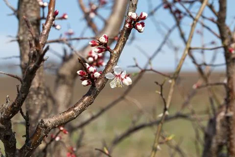 Blooming tree with buds. Stock Photos