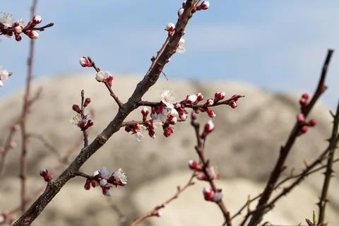 Blooming tree with buds. Stock Photos
