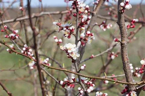 Blooming tree with buds. Stock Photos