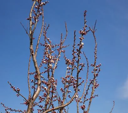 Blooming tree with buds. Stock Photos