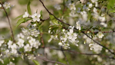 Blooming tree cherry Video stock 192225015