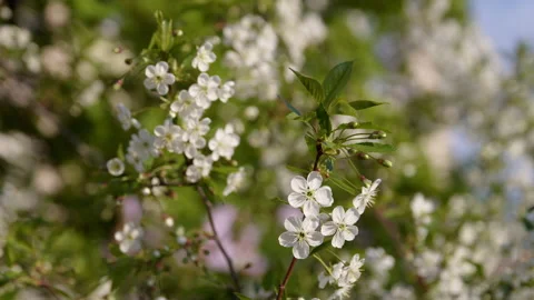 Blooming tree cherry Stock-Footage 192226089