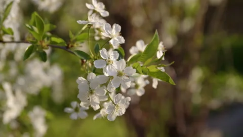 Blooming tree cherry Stock-Footage 192232807
