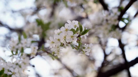 Blooming tree cherry Stock-Footage 192234313