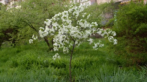 Blooming tree cherry wide garden Stock-Footage 192233721
