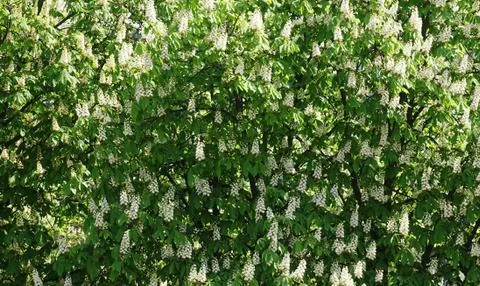 Blooming Tree of Chestnut. Stock Photos