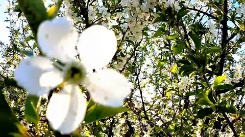 Blooming Tree - Close up White flowers and Leaves Stock Footage 129052743