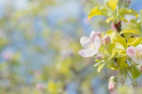 Blooming Tree Closeup Stock Photos
