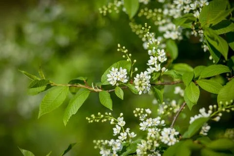 Blooming tree closeup. Spring white flowers. Tree branch covered with white f Stock Photos