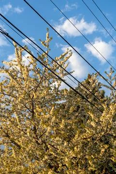 A blooming tree with clouds in the sky and electrical wires stretching across Stock Photos