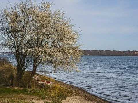 Blooming tree on coastline near Flensburg Stock Photos