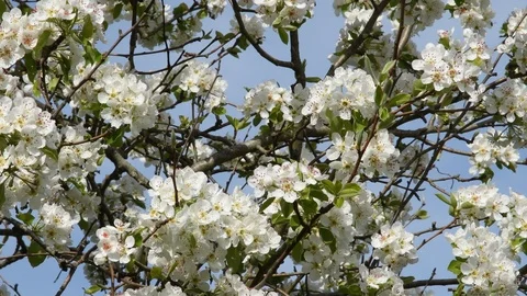 Blooming tree during spring season. 4K Ultra HD Video Stock Footage 88504913