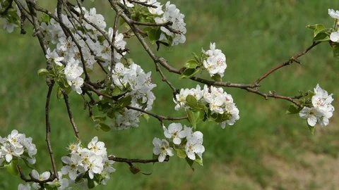Blooming tree during spring season. 4K Ultra HD Video 스톡 동영상 88504989