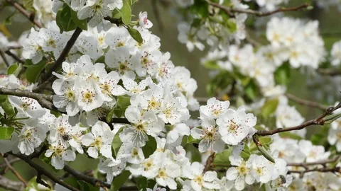 Blooming tree during spring season. 4K Ultra HD Video Stock-Footage 88505100