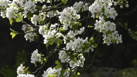 Blooming tree during spring season. 4K Ultra HD Video Stock Footage 88533352