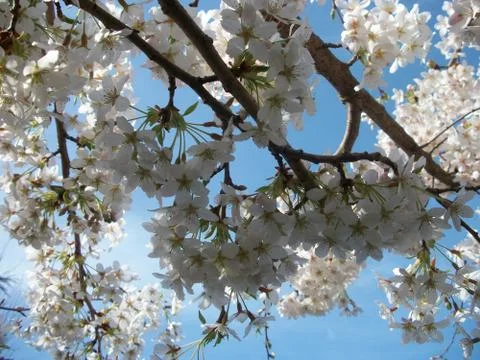 Blooming tree in early spring under the sun Stock Photos