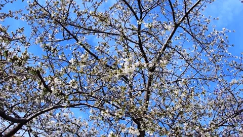 Blooming tree flow 4k in the wind Stock Footage 259434038