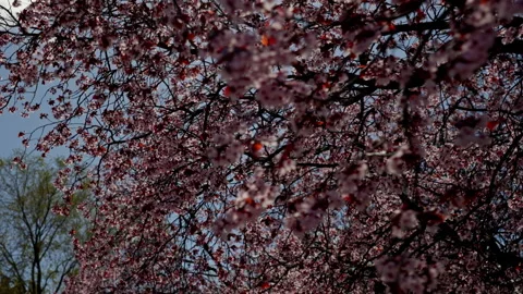 Blooming tree flowers against a spring sky Stock Footage 335274822
