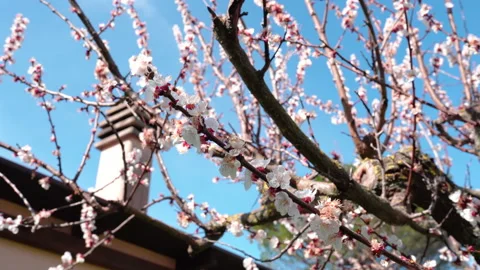 Blooming tree with flowers on background of sky and roof with chimney Stock Footage 155806534