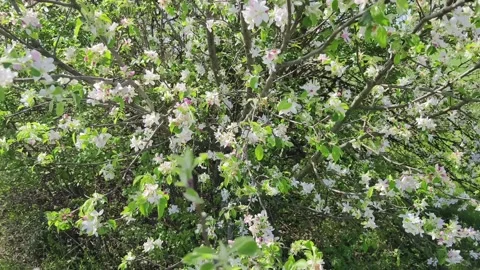 Blooming tree flowers Stock Footage 271373618