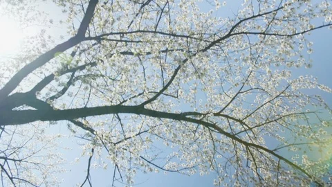 Blooming tree flowers in white spring season of nature beauty Stock Footage 112689273