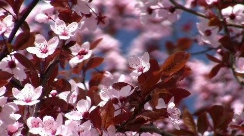 Blooming tree Video stock 548153