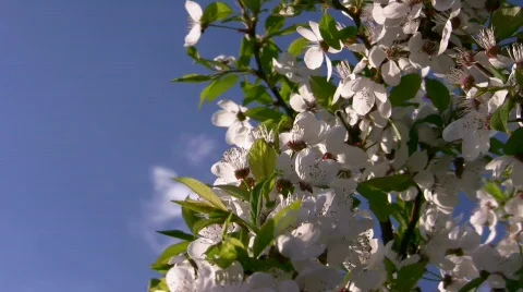 Blooming tree Stock Footage 548179