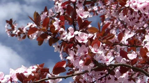 Blooming tree Stock Footage 548185