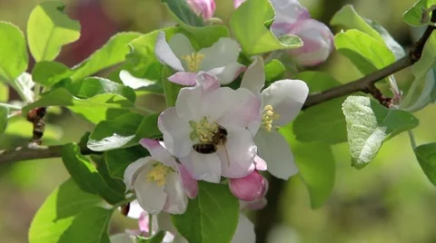 Blooming tree Stock Footage 6527685