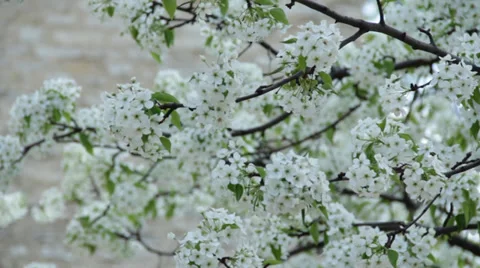 Blooming tree Stock Footage 36740003