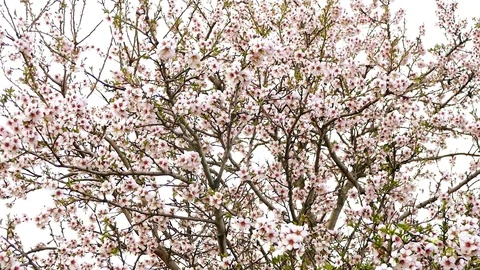 Blooming tree 스톡 동영상 74435097