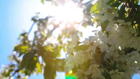 Blooming tree Vídeo Stock 76245594