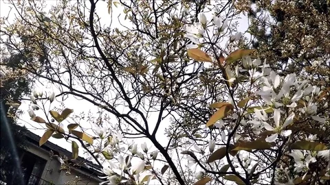 Blooming tree Stock Footage