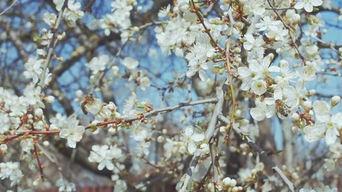 Blooming tree Stock Footage 88313468