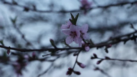Blooming tree Stock Footage 106206486